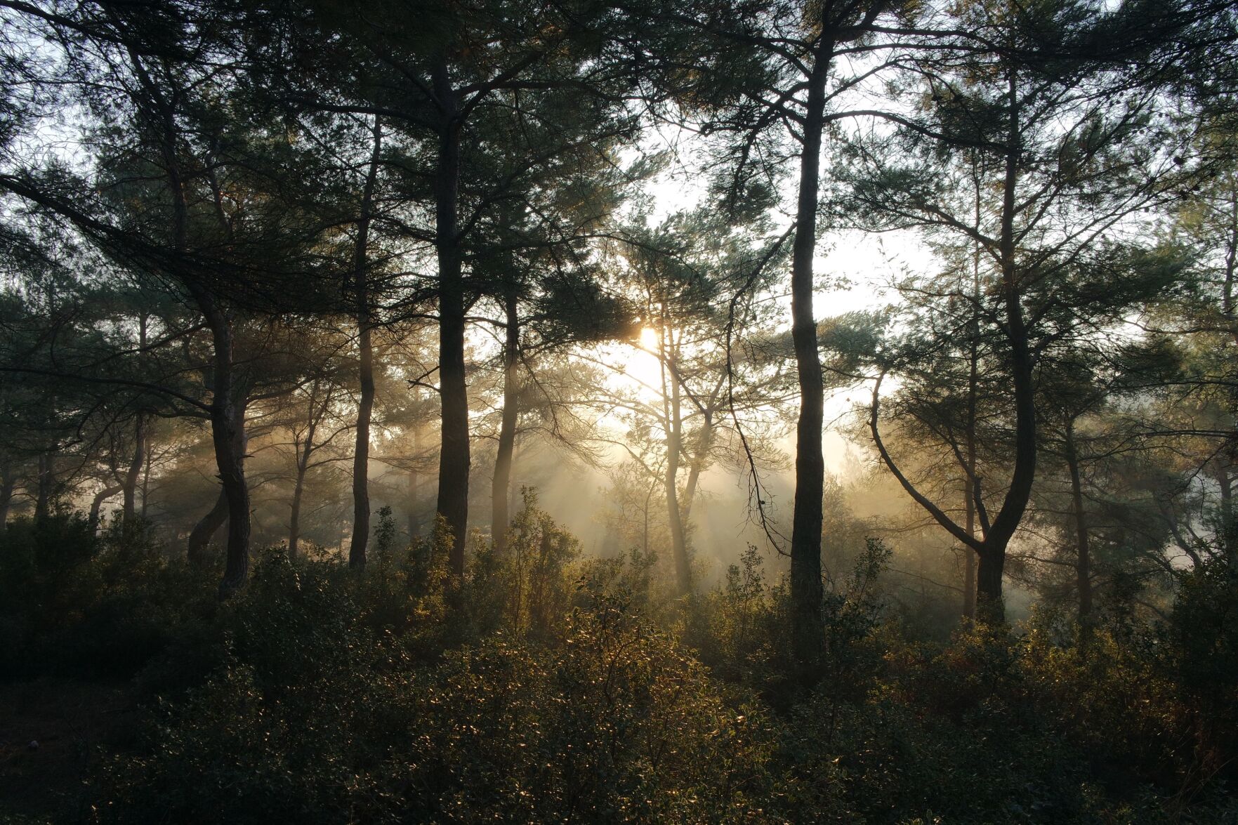 Trees stock photo